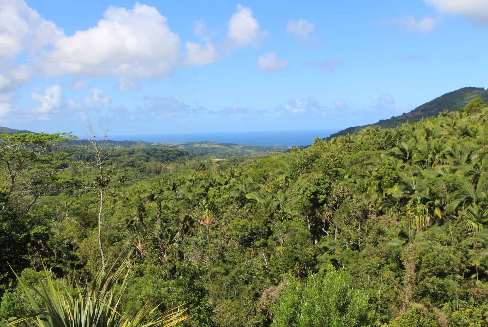 ebony forest ile maurice