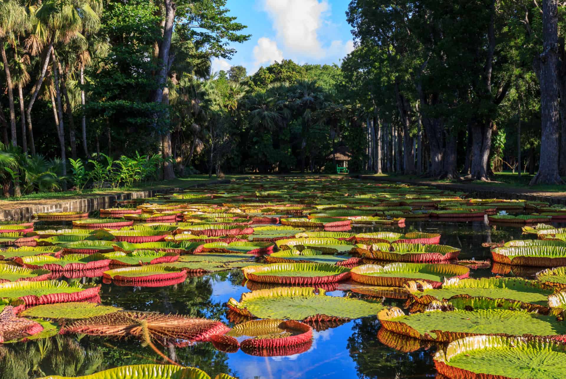 jardin botanique de pamplemousses ile maurice