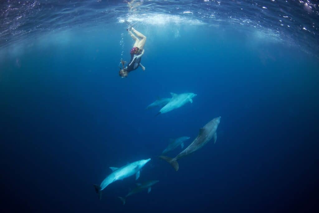 Plongée avec les dauphins à Tamarin