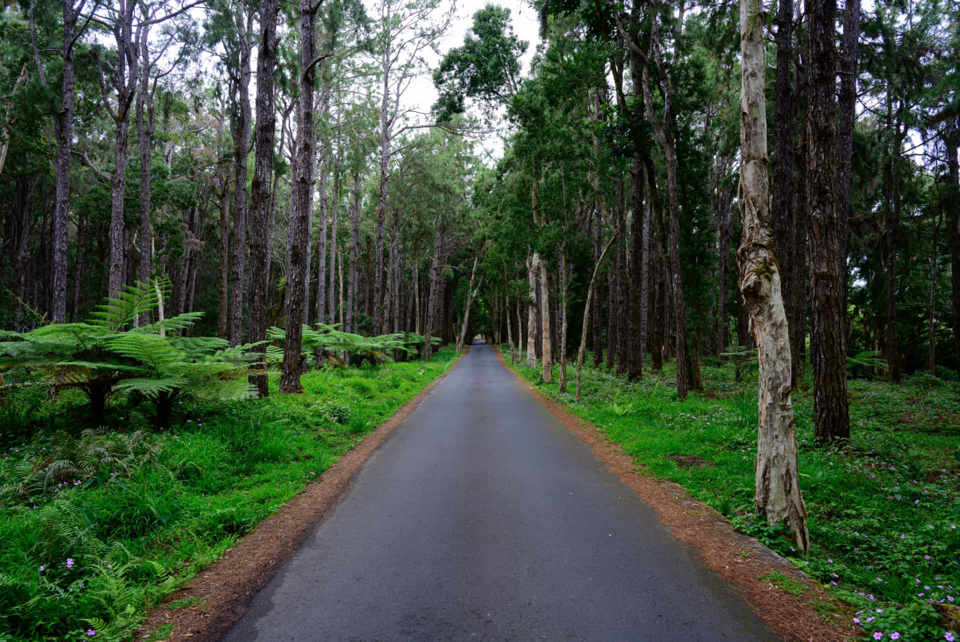 road trip ile maurice riviere noire