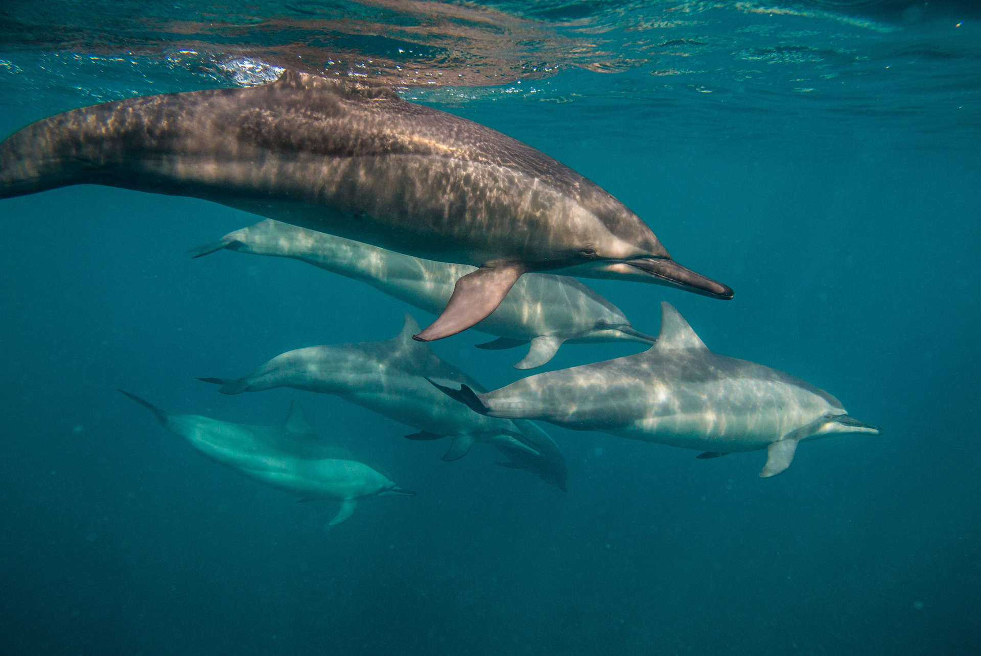 activite dauphins ile maurice