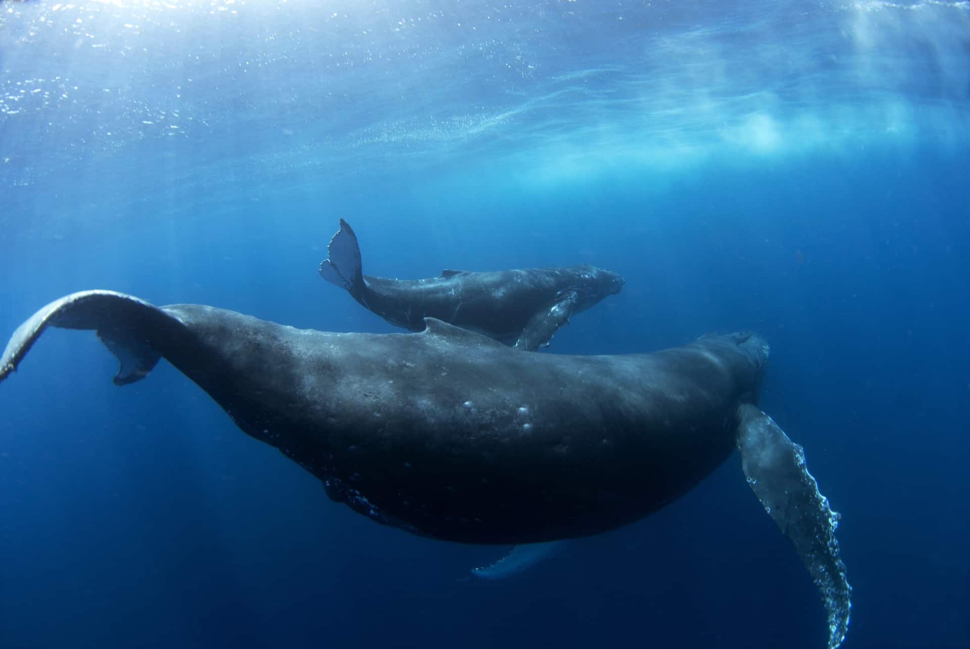baleines a maurice en septembre