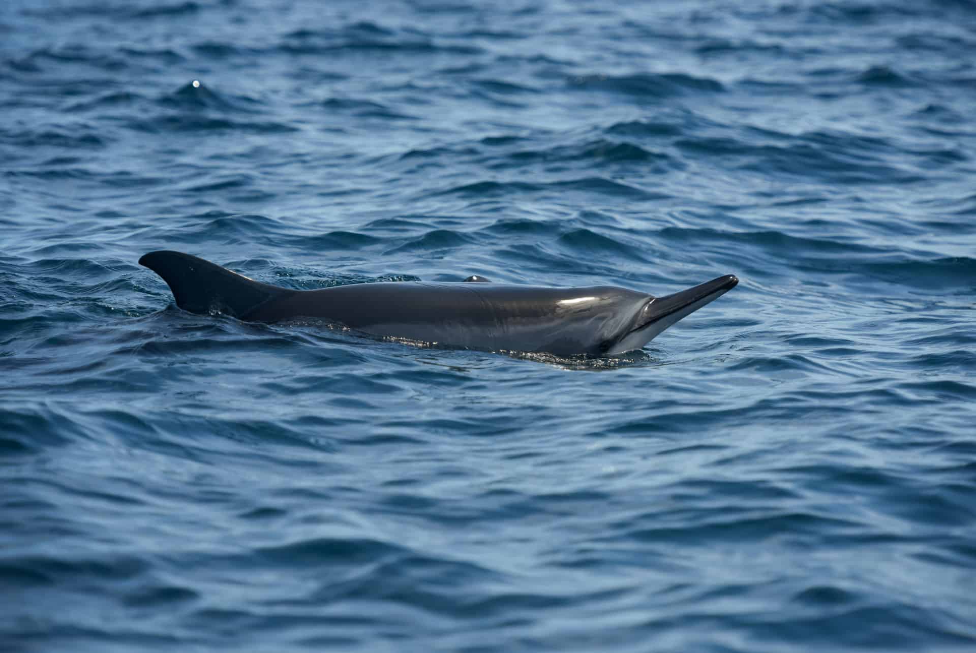 dauphins a long bec