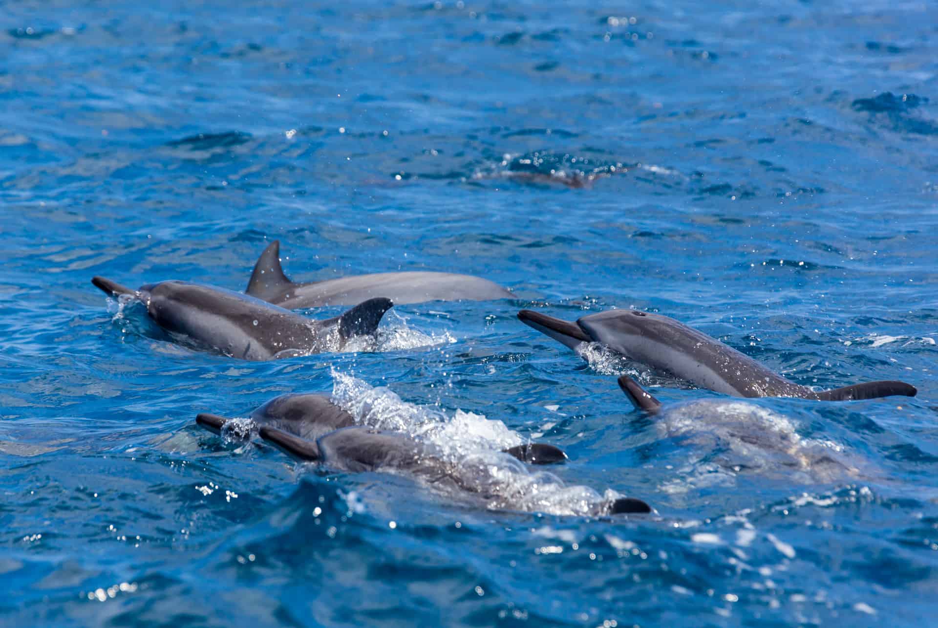 dauphins ocean indien