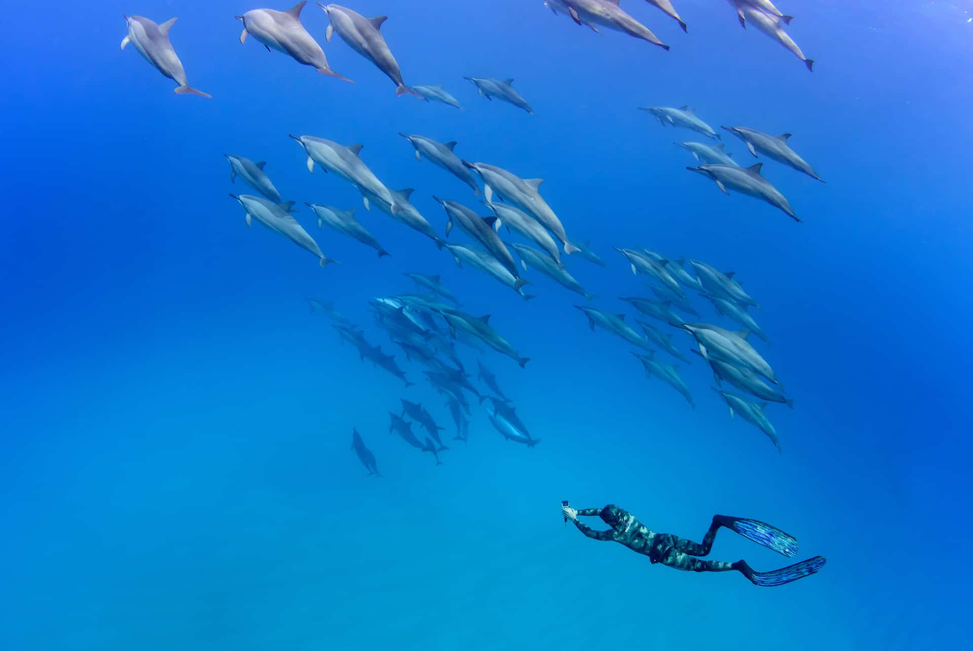 Nager avec les dauphins à l’île Maurice