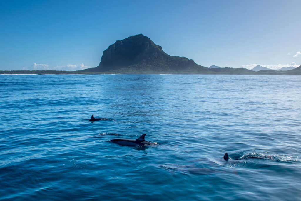 Nage avec les dauphins à l'île aux Bénitiers