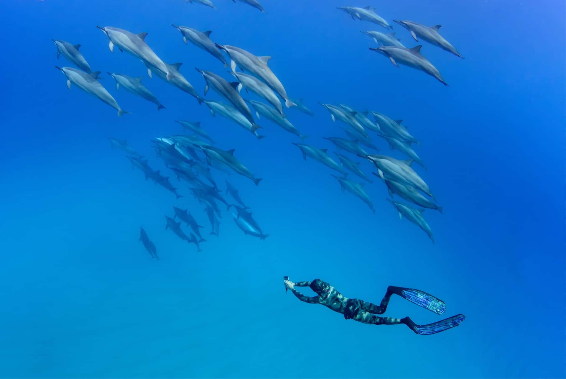 nage dauphins maurice