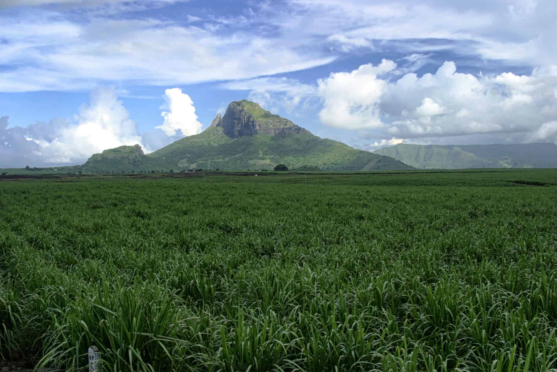 plantation canne a sucre fevrier maurice