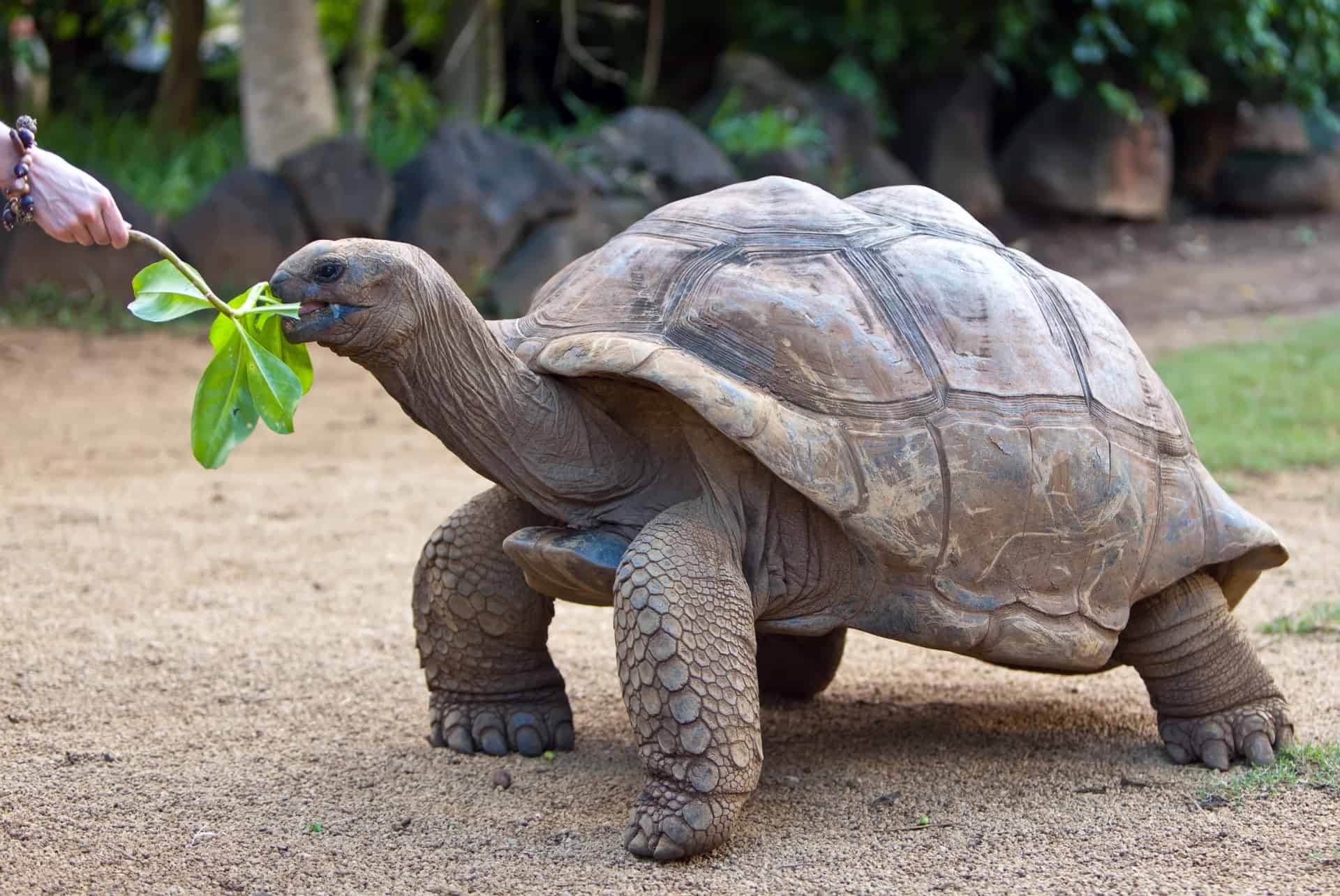 tortue terrestre vanille park