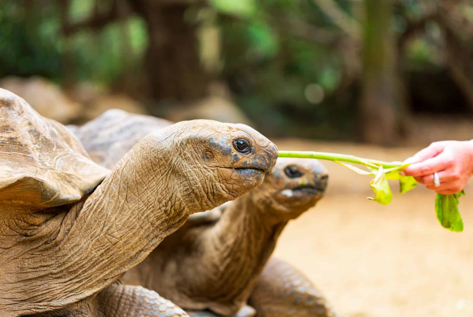 tortues geantes vanille park