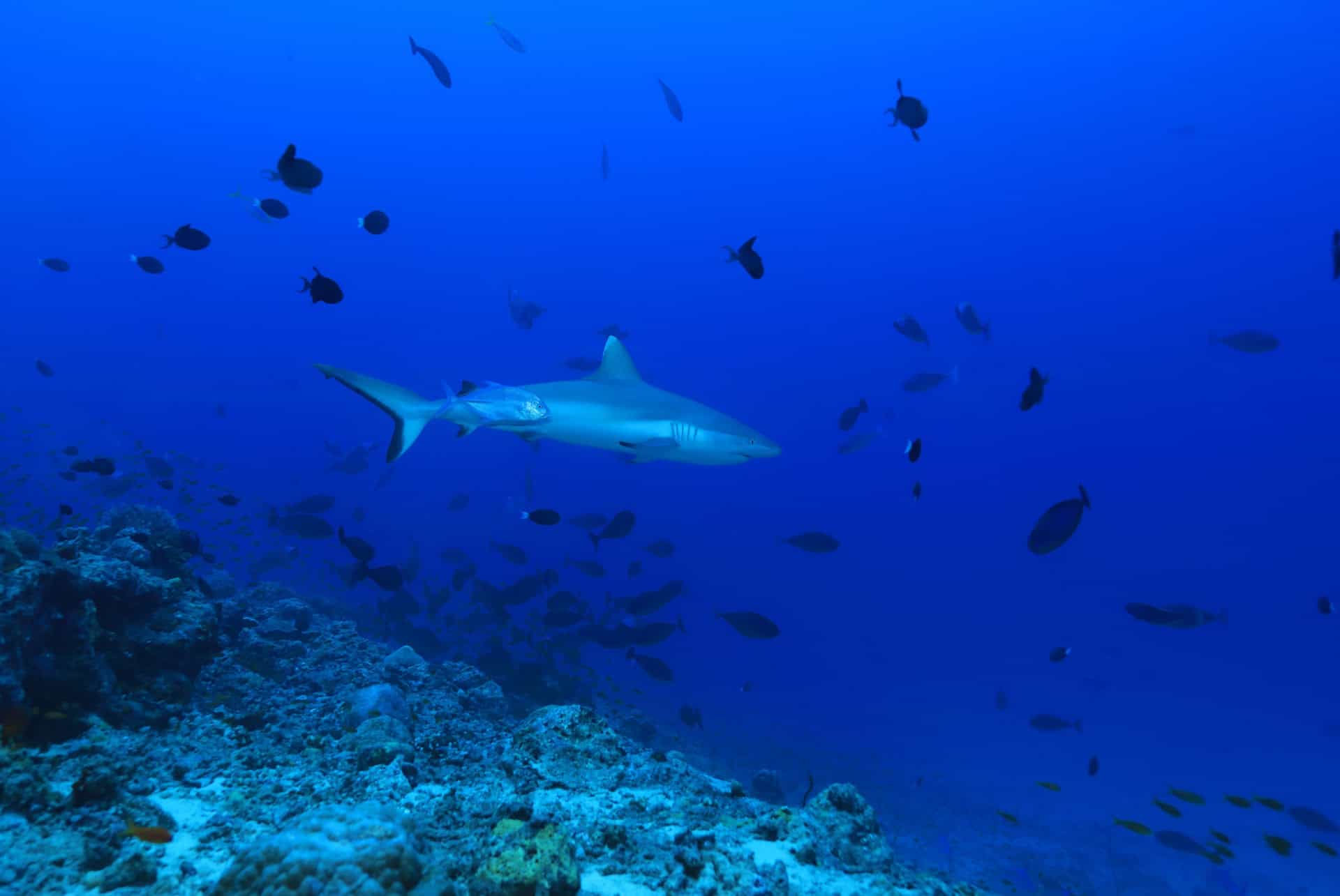 Requins à l’île Maurice