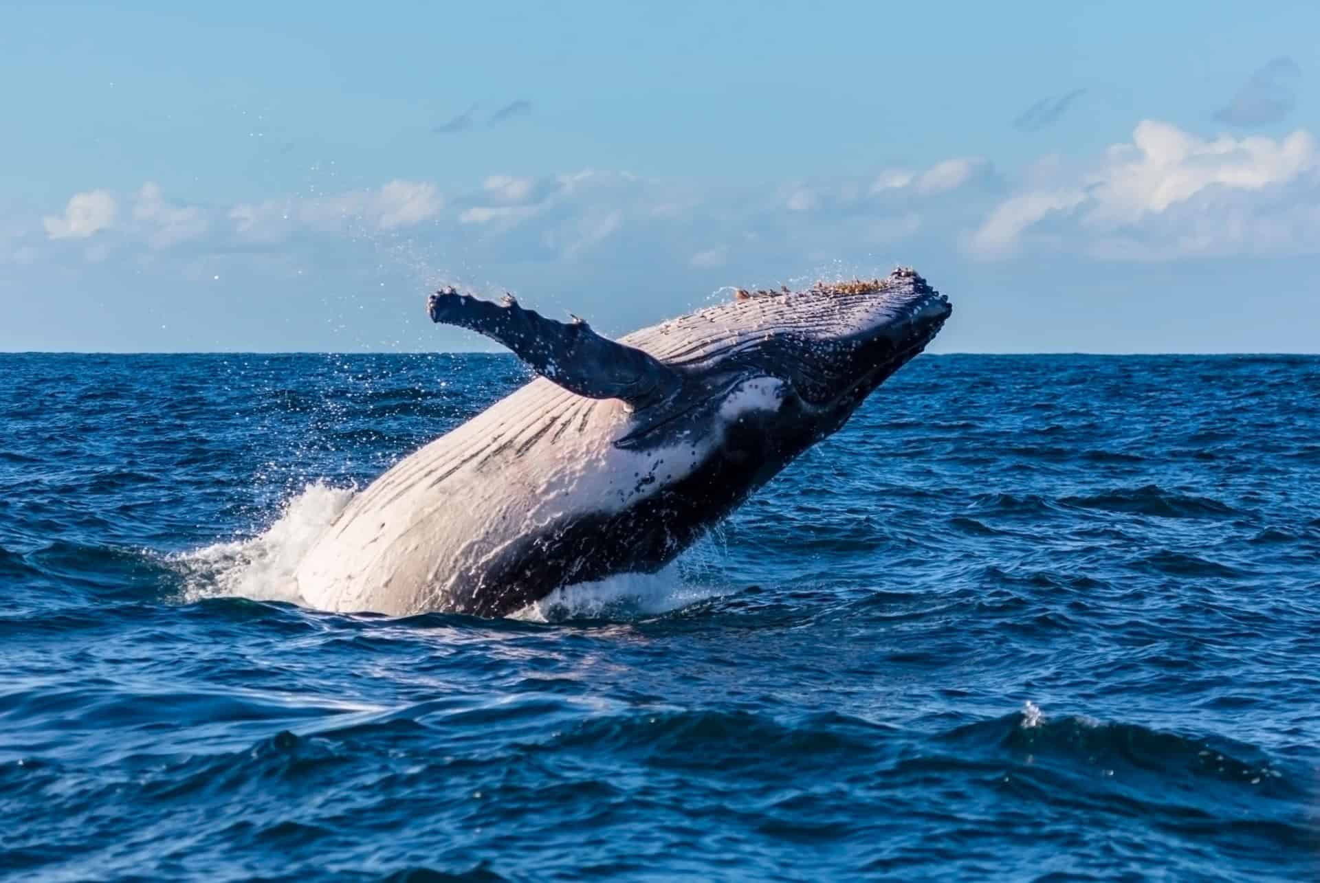 baleine a bosse