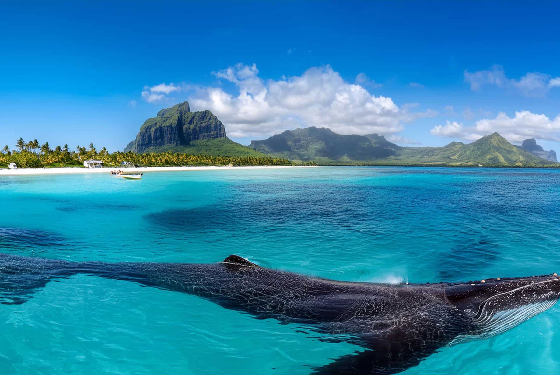 Observer les baleines à l’île Maurice