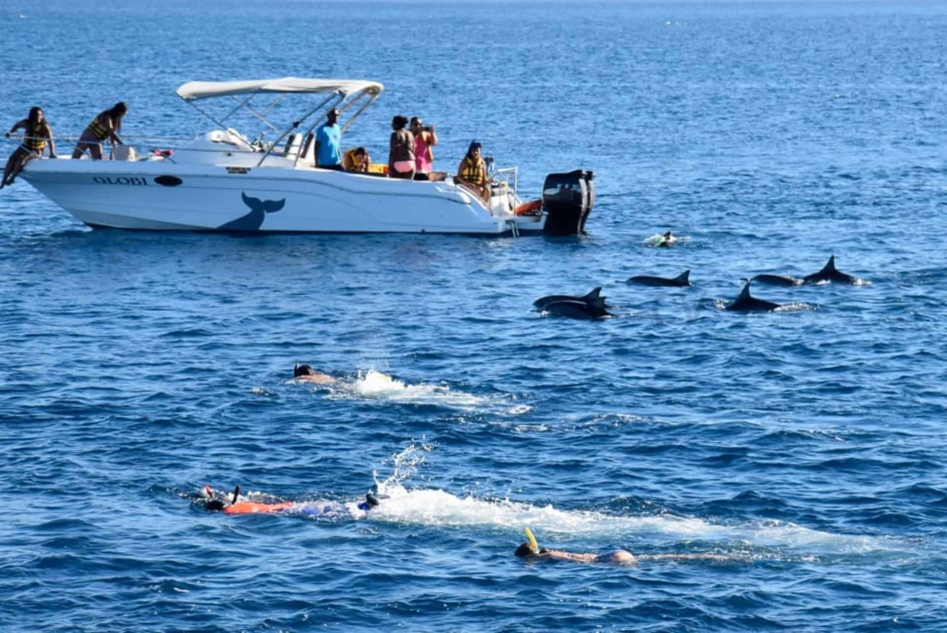 excursion baleine rivière noire