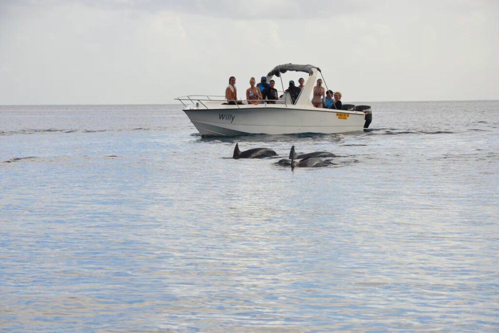Nage avec les dauphins et observation des baleines