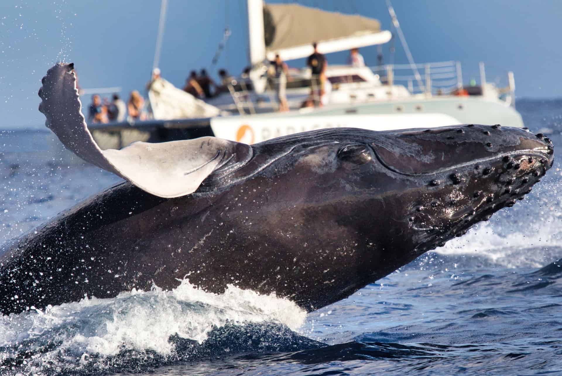 observation baleines ile maurice