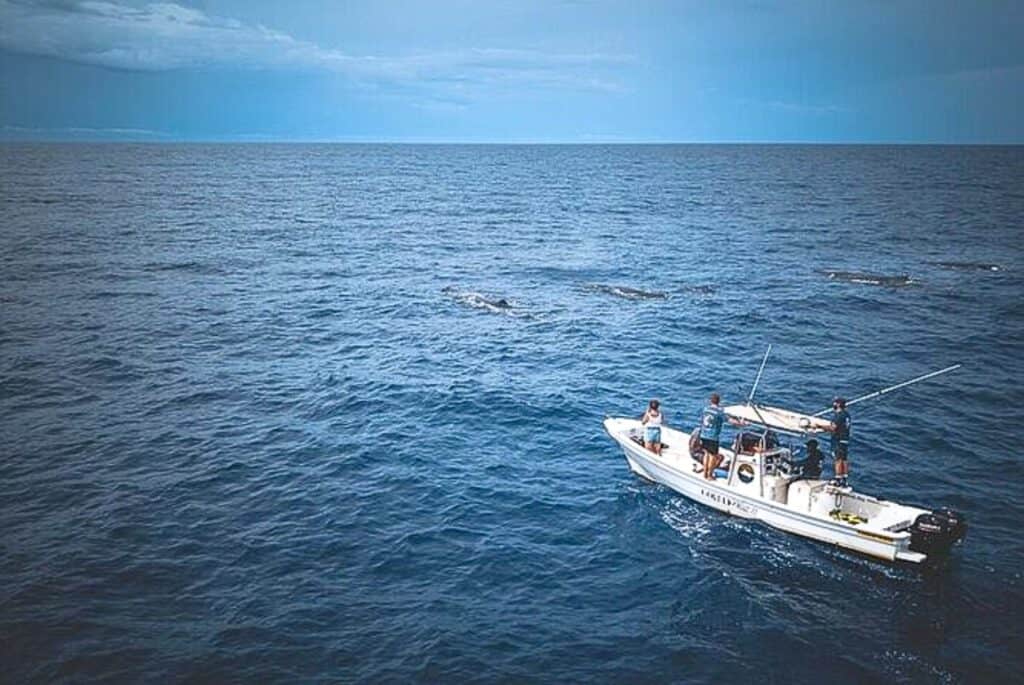 Observation éthique des baleines