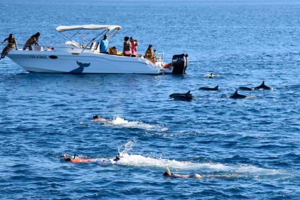 Nage avec les dauphins à Rivière Noire