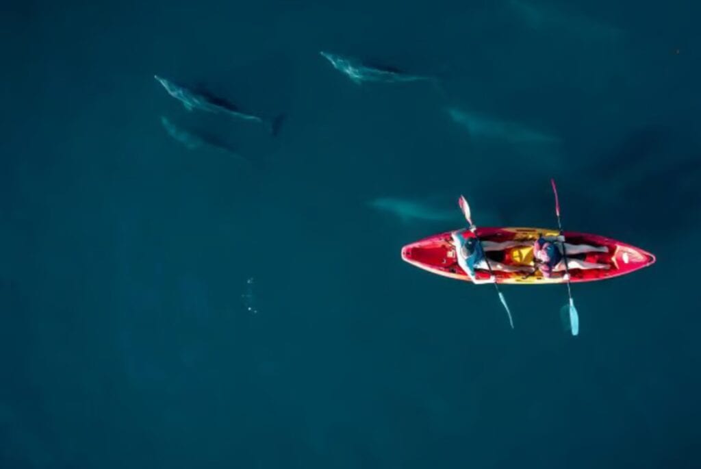 Kayak avec les dauphins à Tamarin