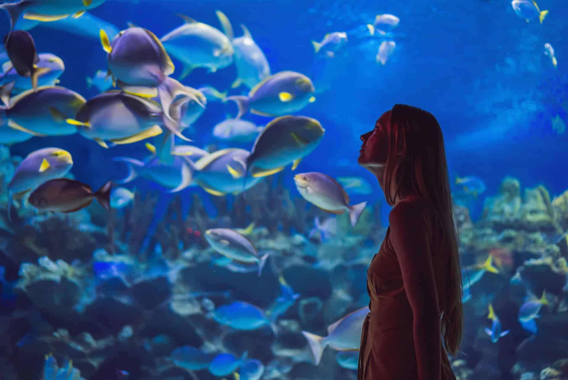 aquarium ile maurice tunnel