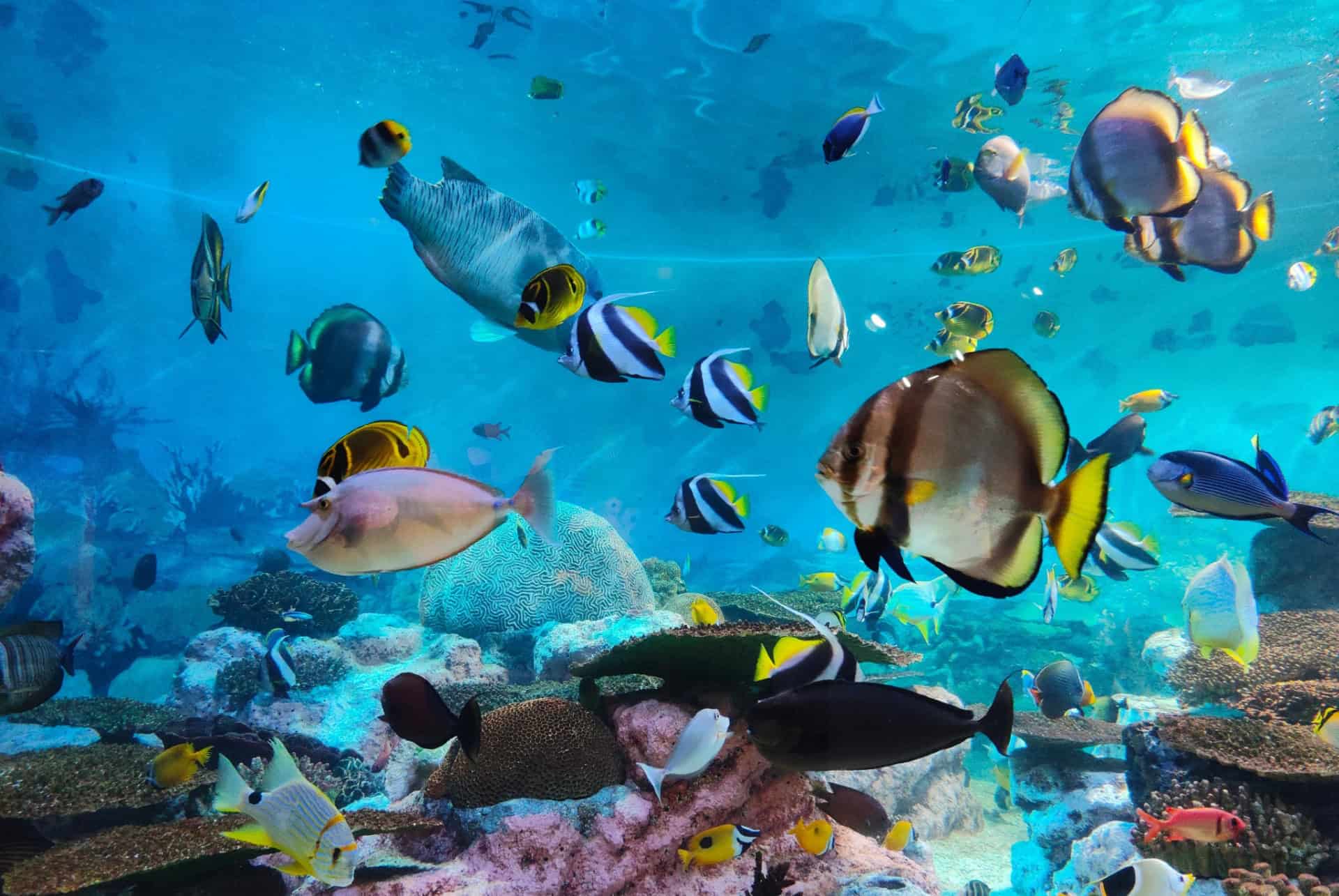 Aquarium de l’île Maurice
