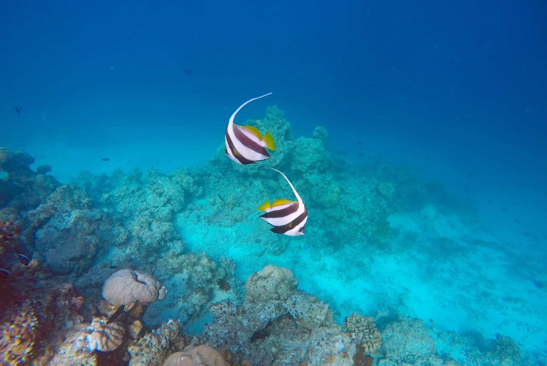 poisson idoles des maures
