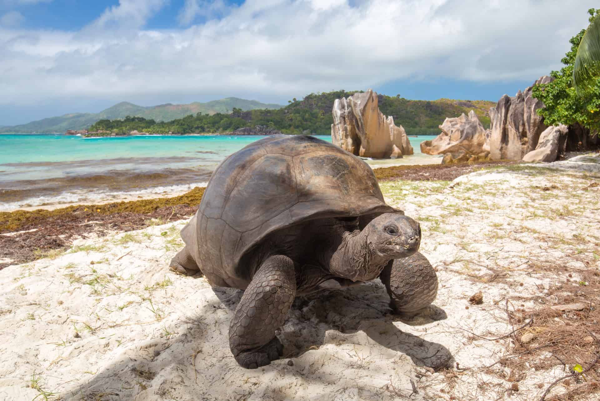 tortue aldabra