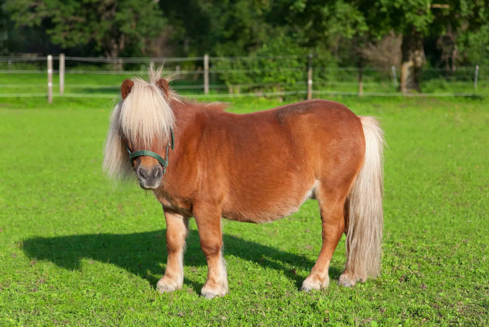 poney