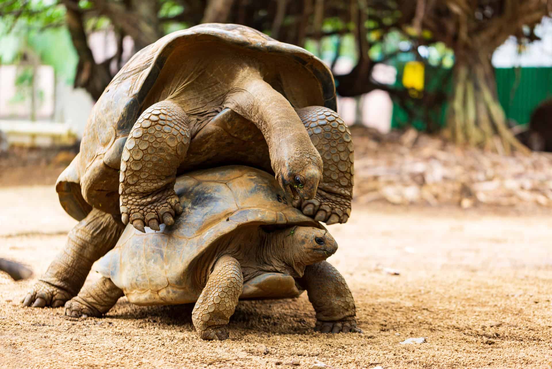 tortues vanilla parc