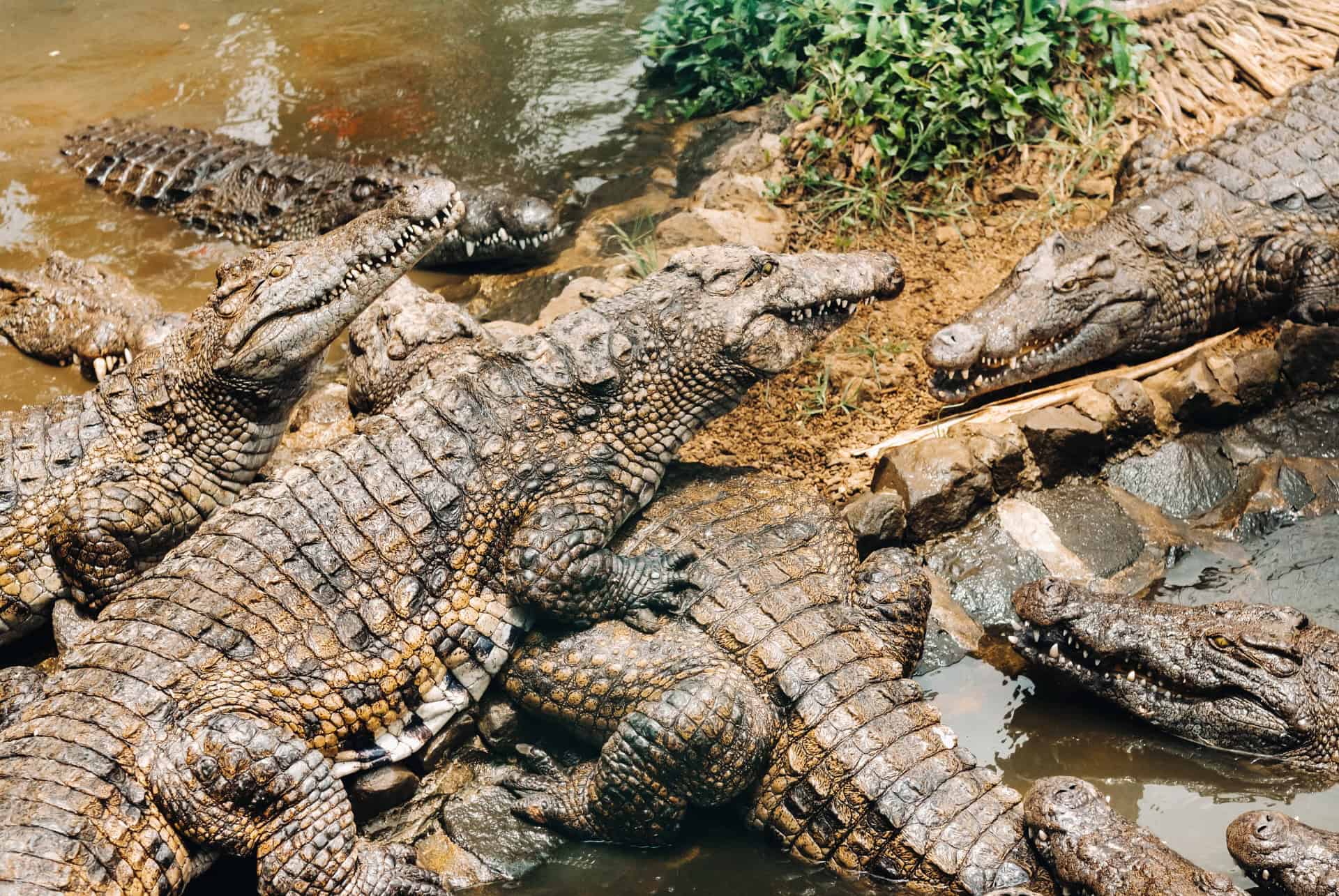 vanille nature parc crocodiles