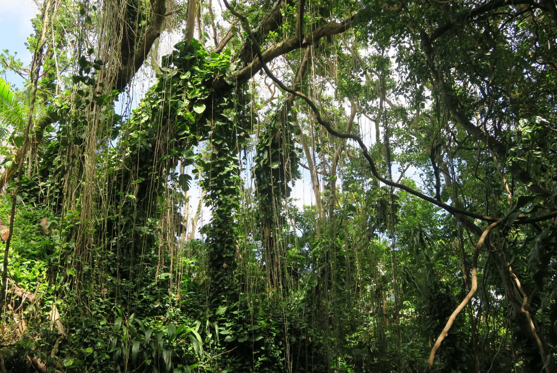 vanilla nature parc verdure