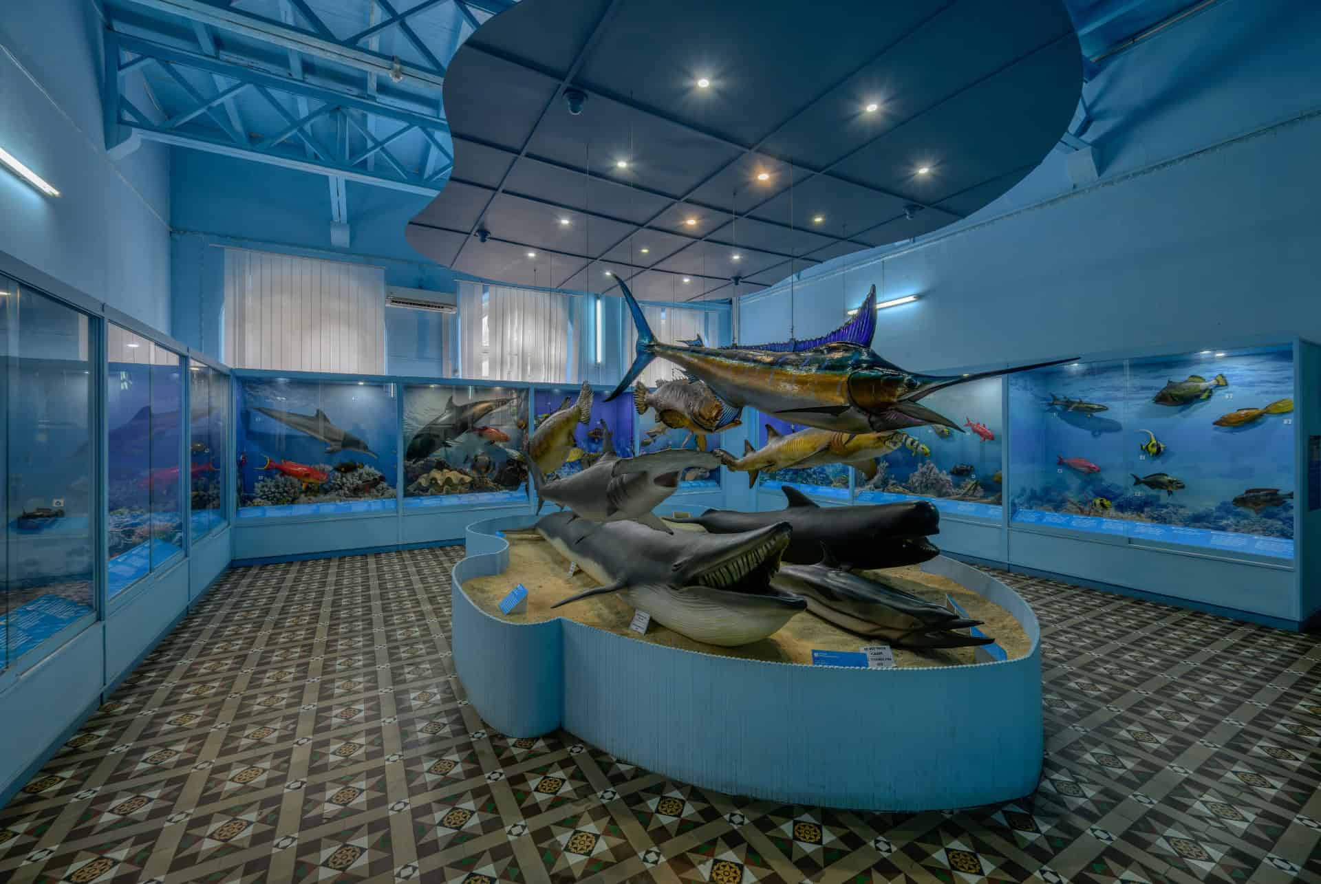 collection marine musee histoire naturelle maurice