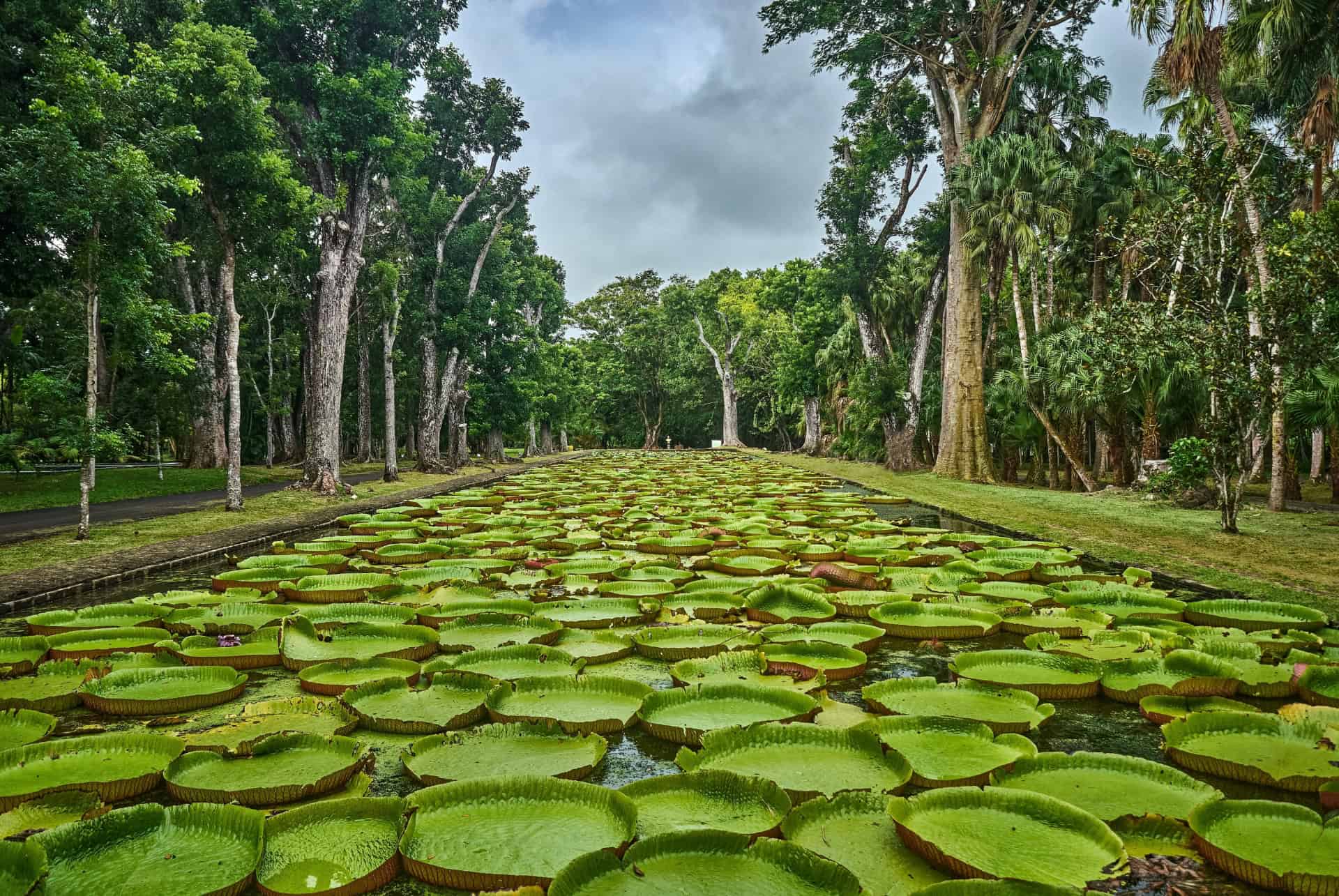 etang de nenuphars vu du dessus