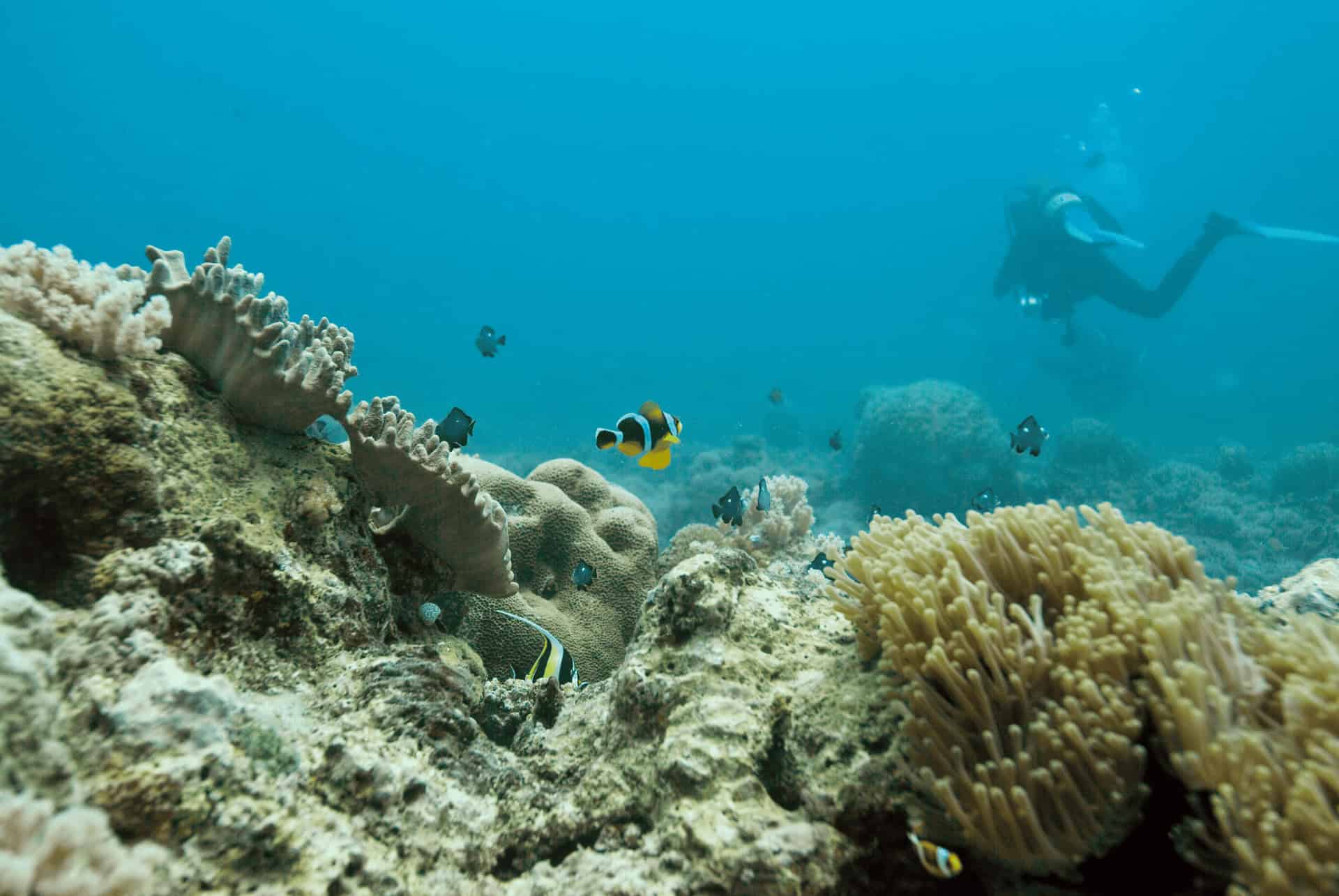 Plongée à l’île Maurice