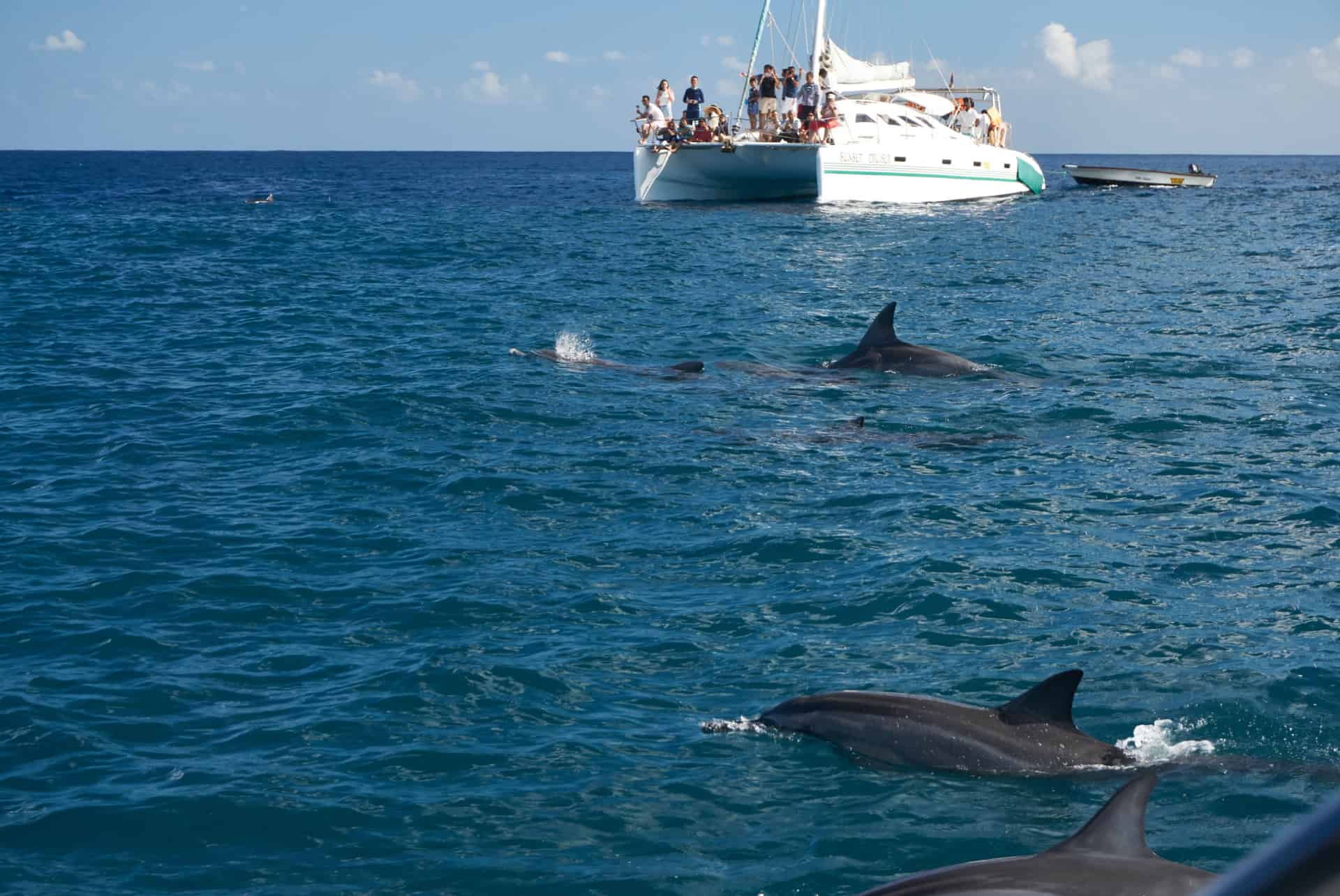 dauphins maurice que faire a flic en flac dauphins maurice que faire a flic en flac
