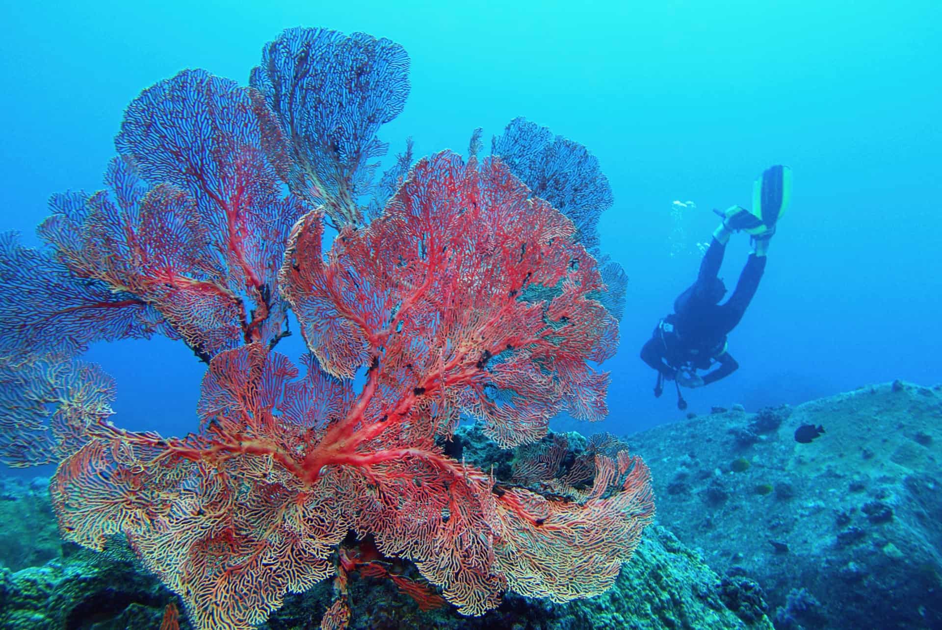 excursions plongee ile maurice