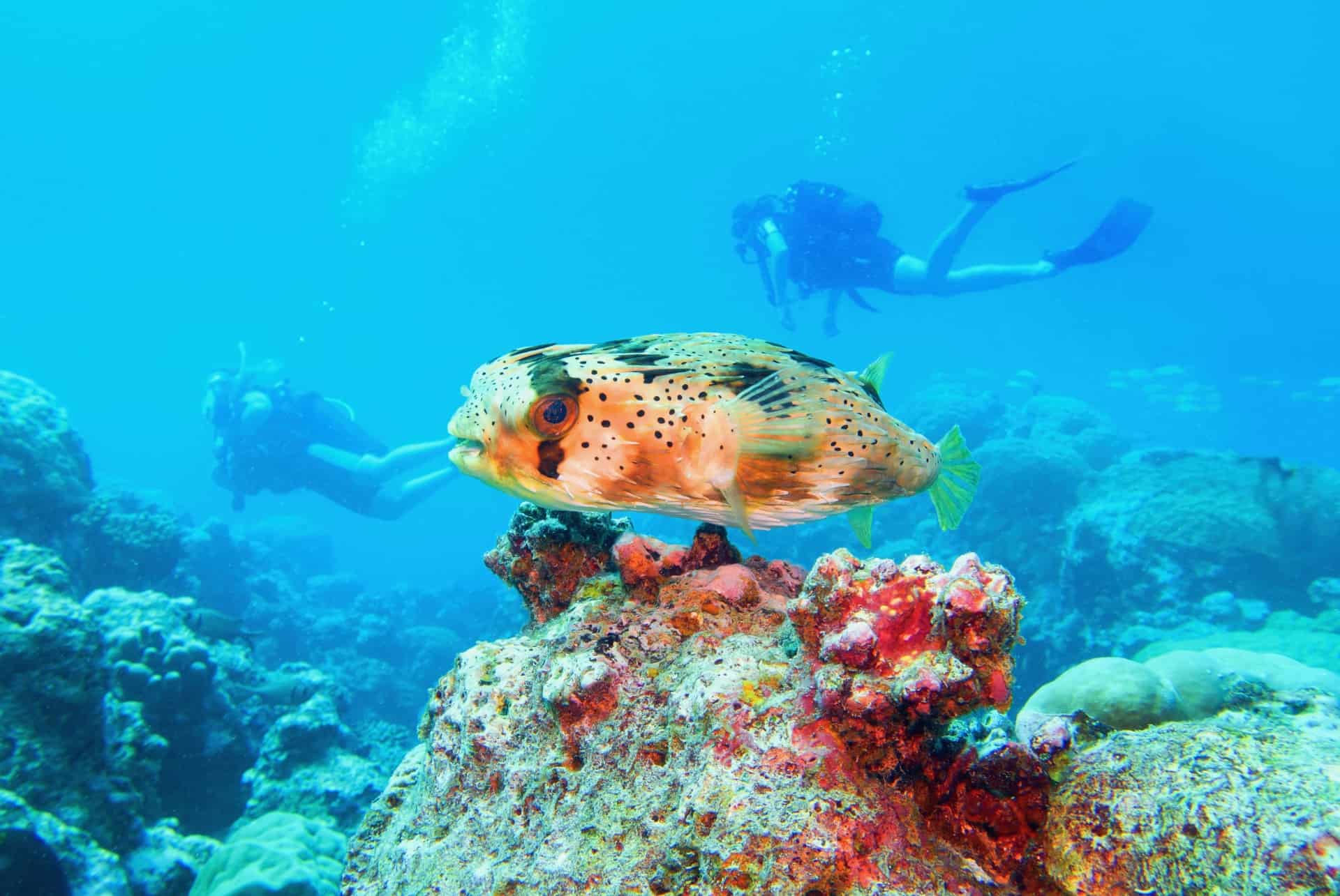 fonds marins ile maurice