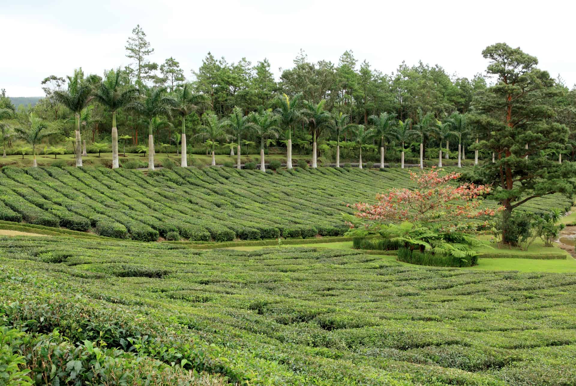 que faire a grand bassin plantations de the