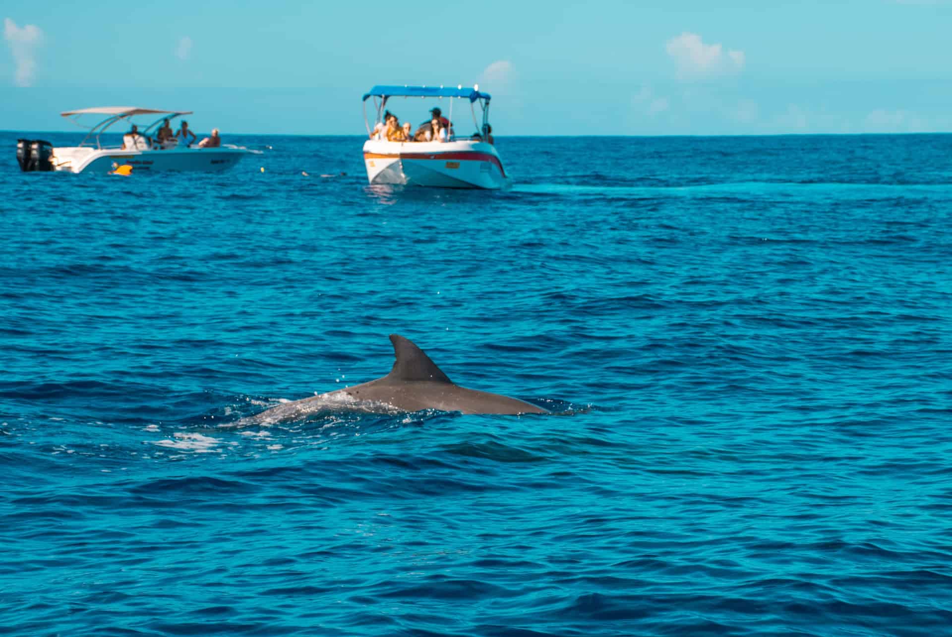 nager avec des dauphins