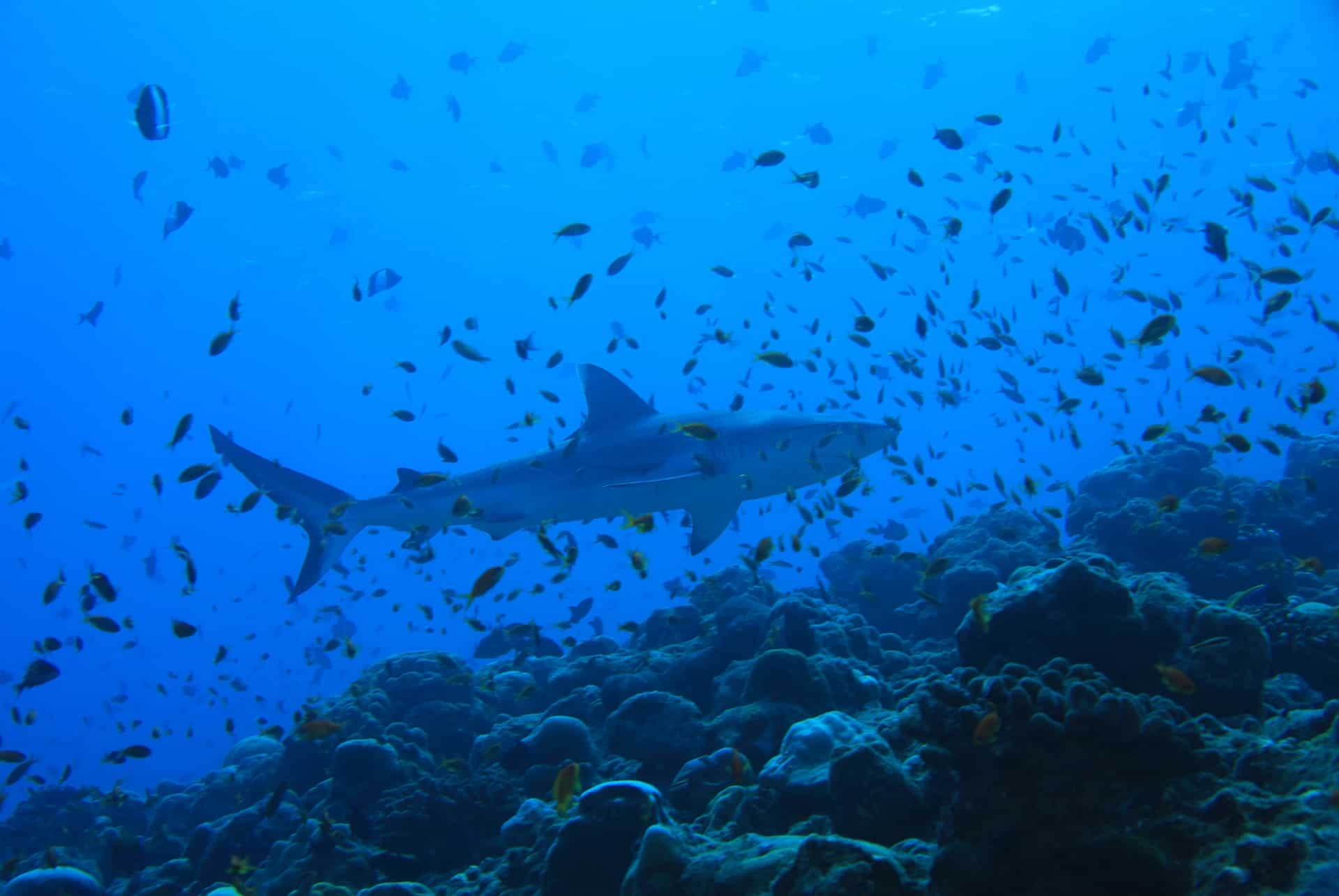 plongee avec requins ile maurice