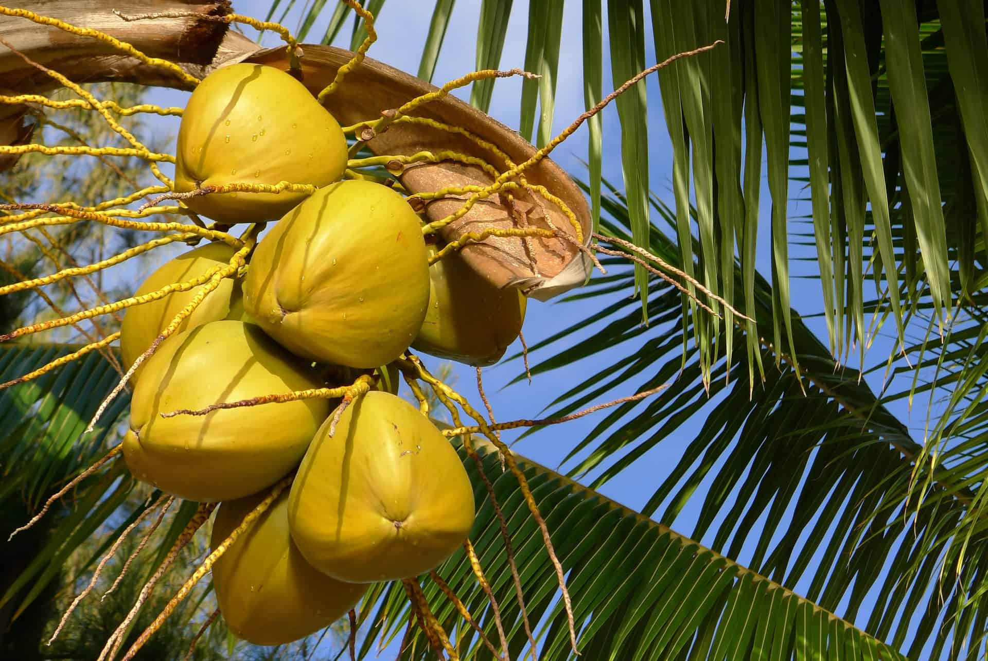 noix de coco ile maurice noix de coco ile maurice