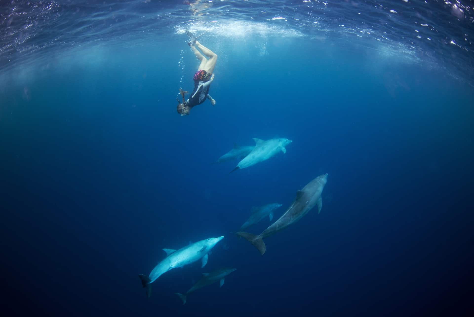 plonger avec les dauphins