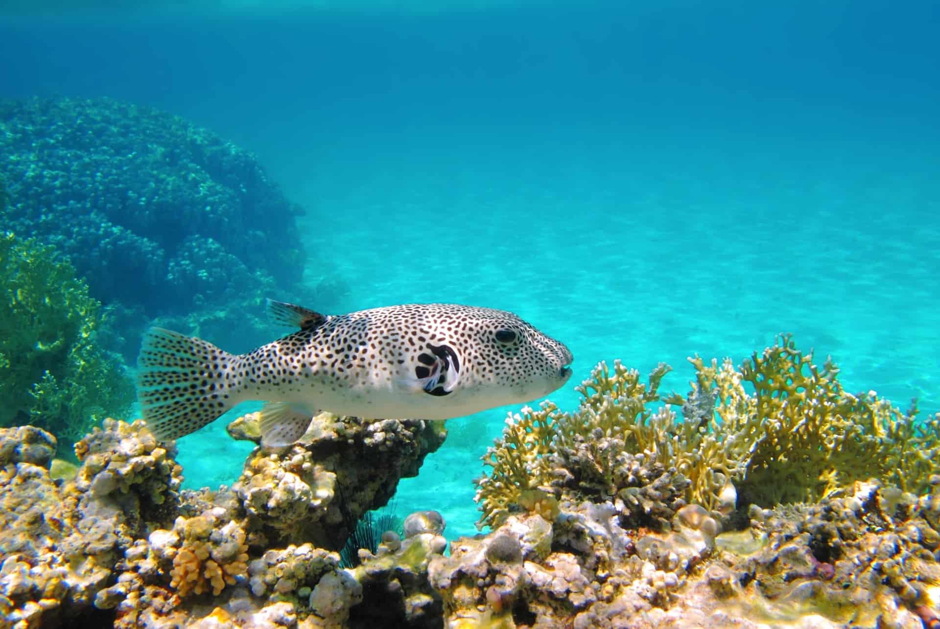 snorkeling ile maurice
