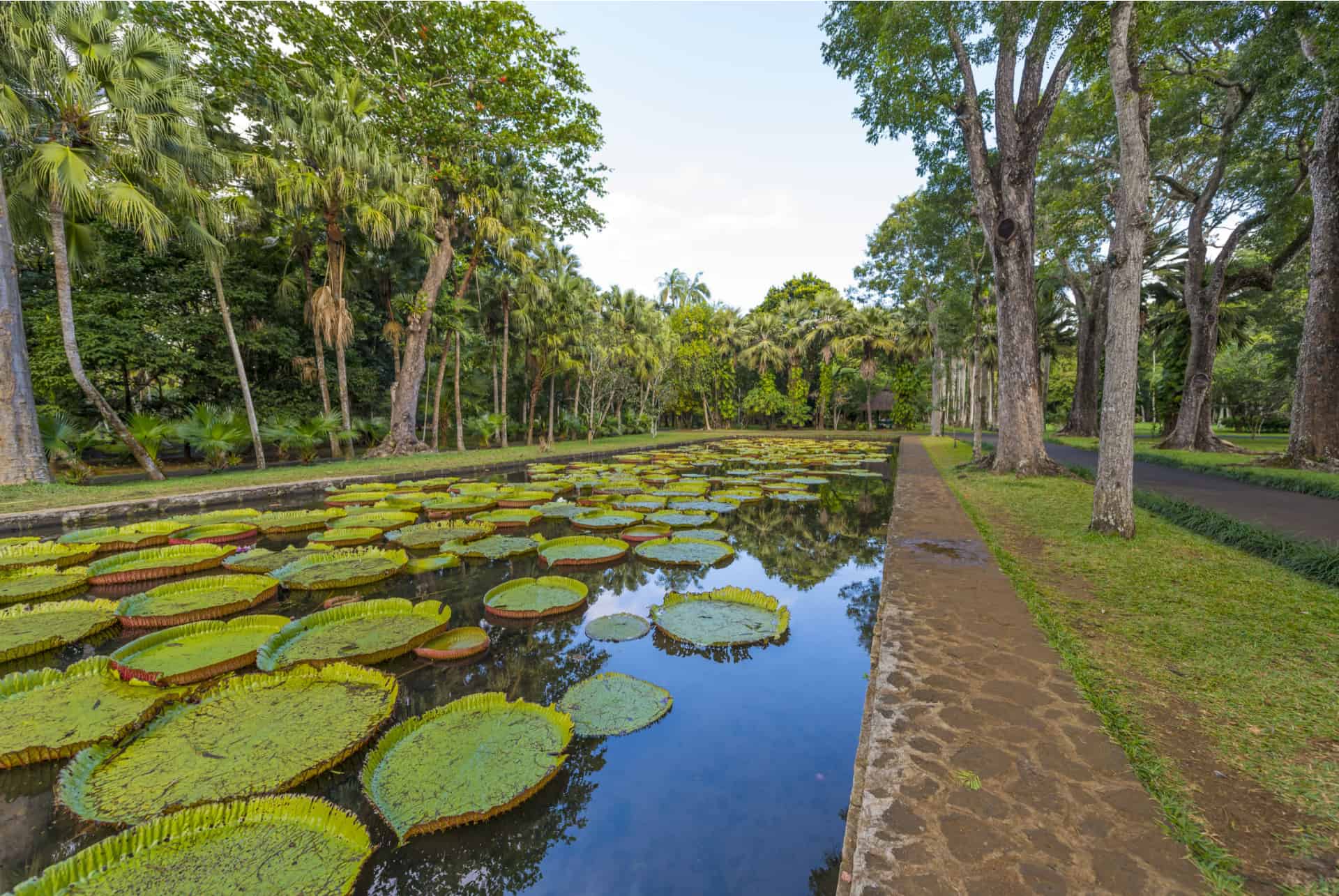 bassin nenuphar geant
