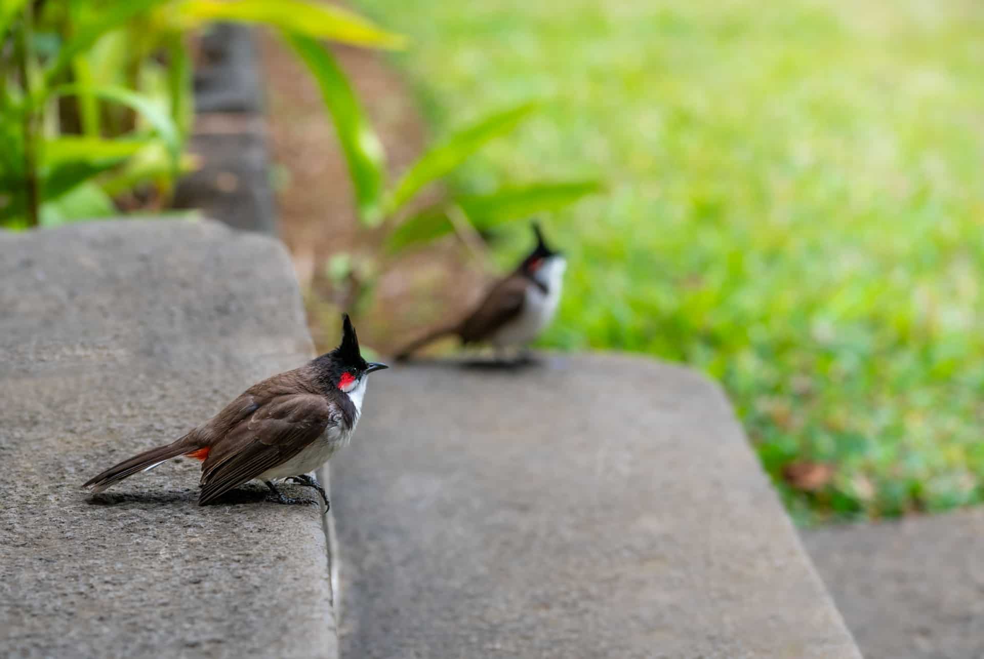 bulbul de maurice