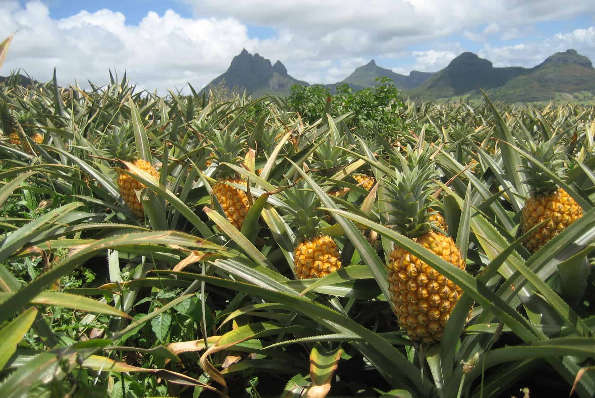 champ ananas maurice