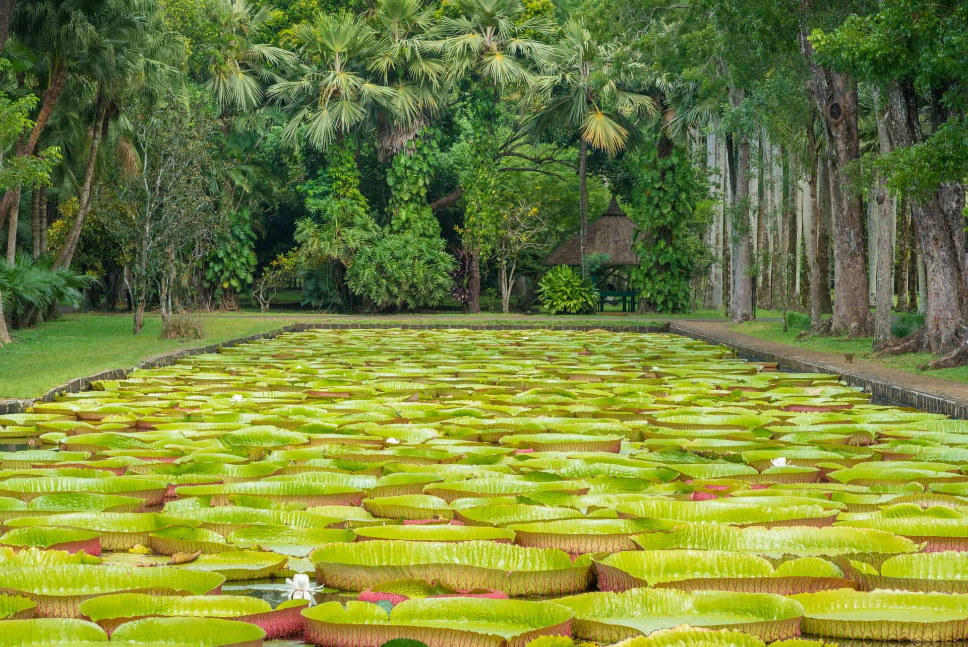 jardin de pamplemousses
