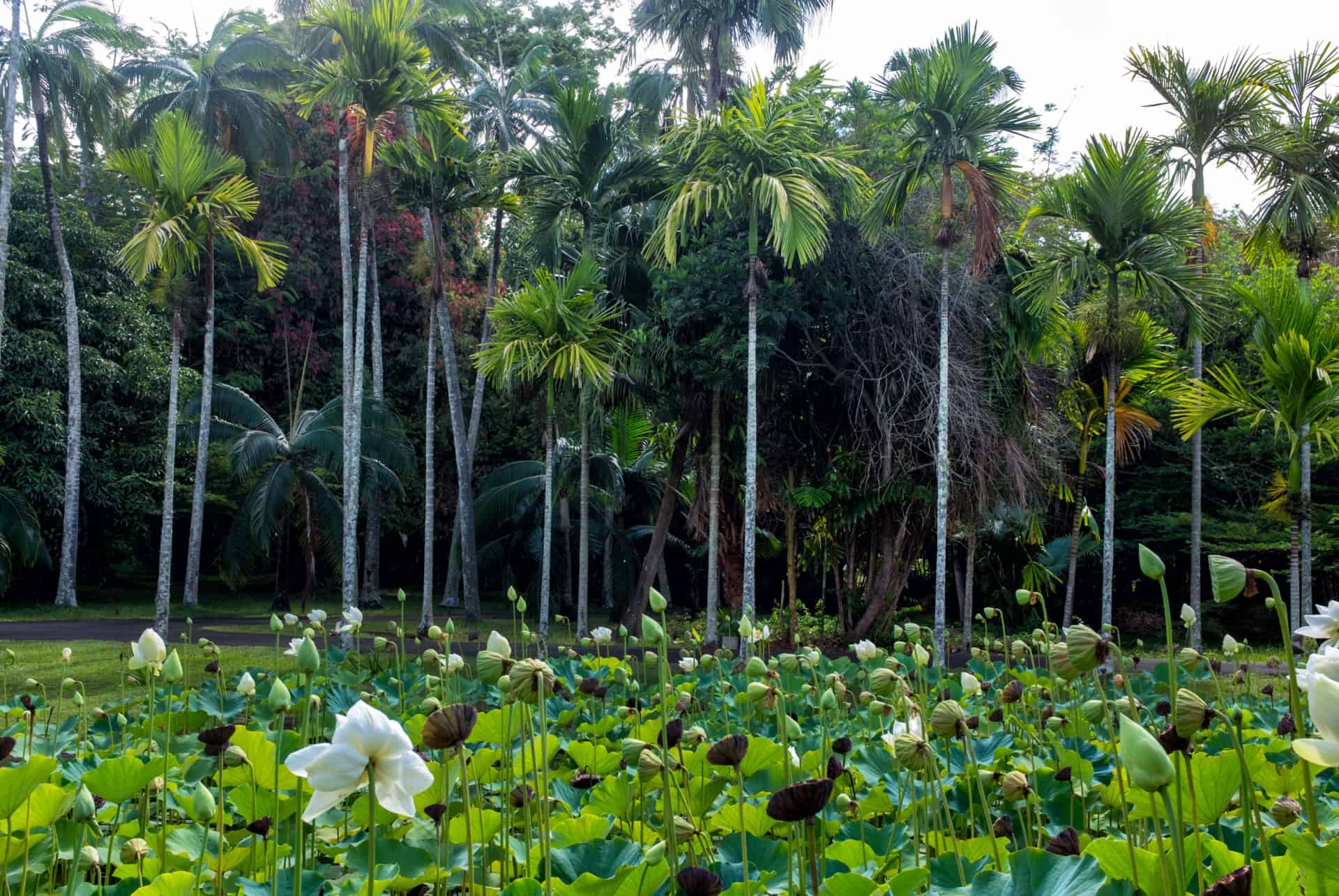 lotus jardin de pamplemousses