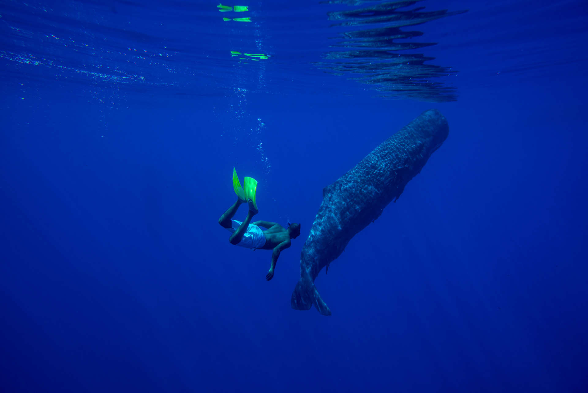baleine a bosse plongee