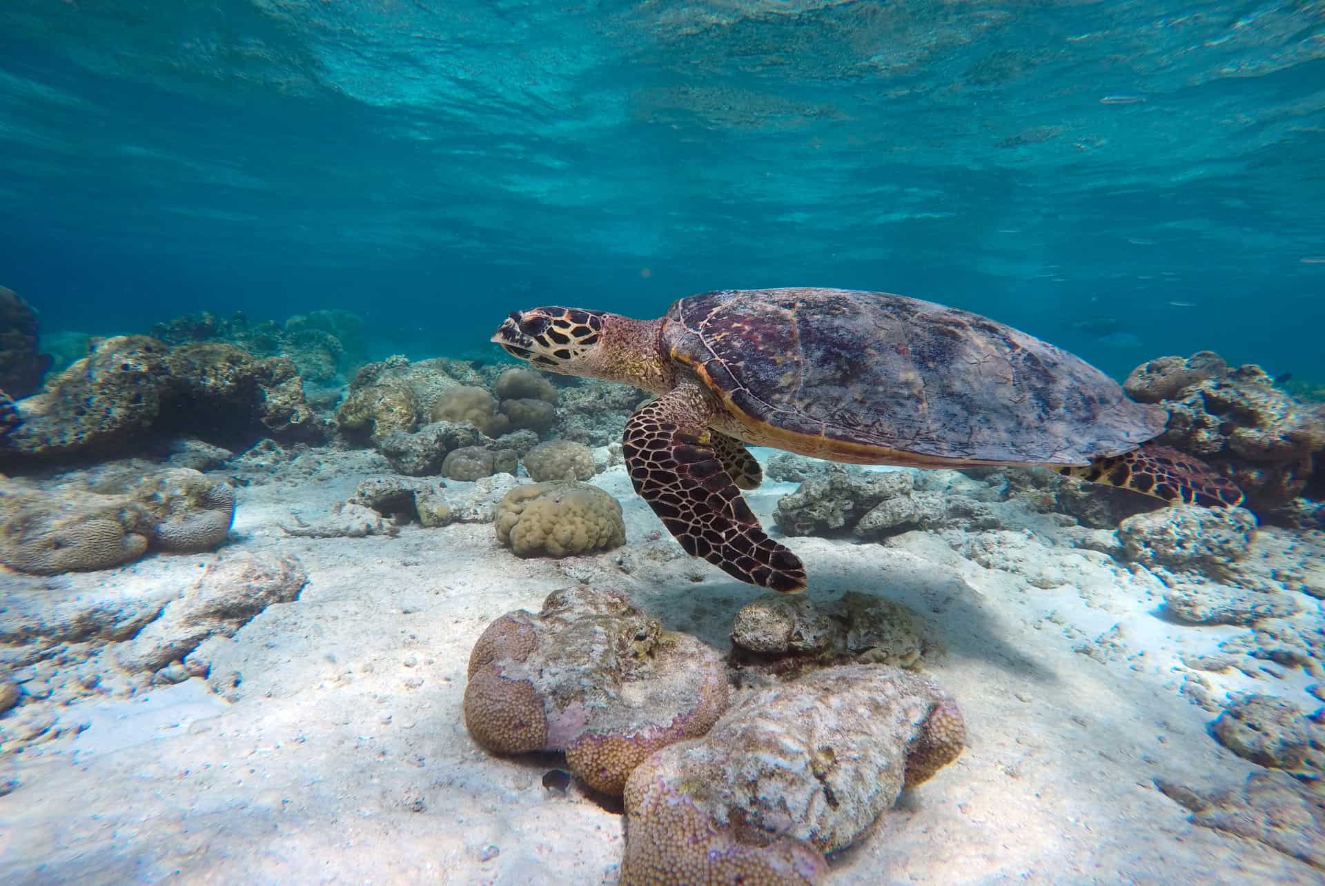 tortue marine ile maurice